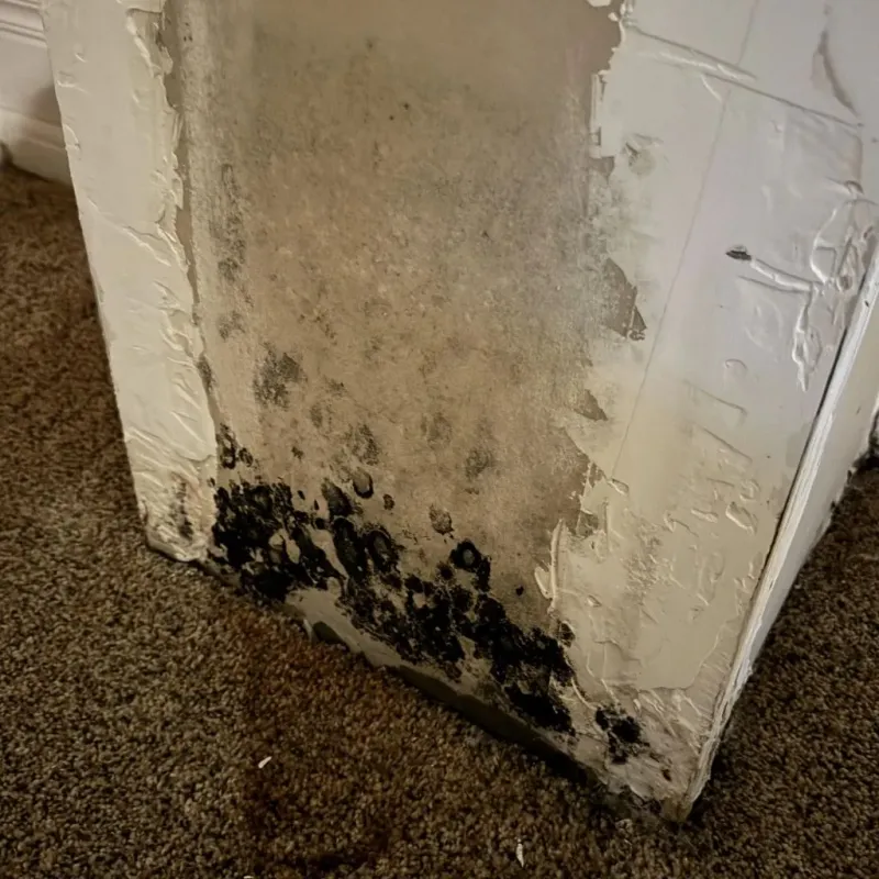 Professional Mold Removal in Houston County, TN